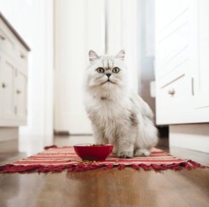 Read more about the article 9 Tips For Choosing The Best Cat Urine Cleaner